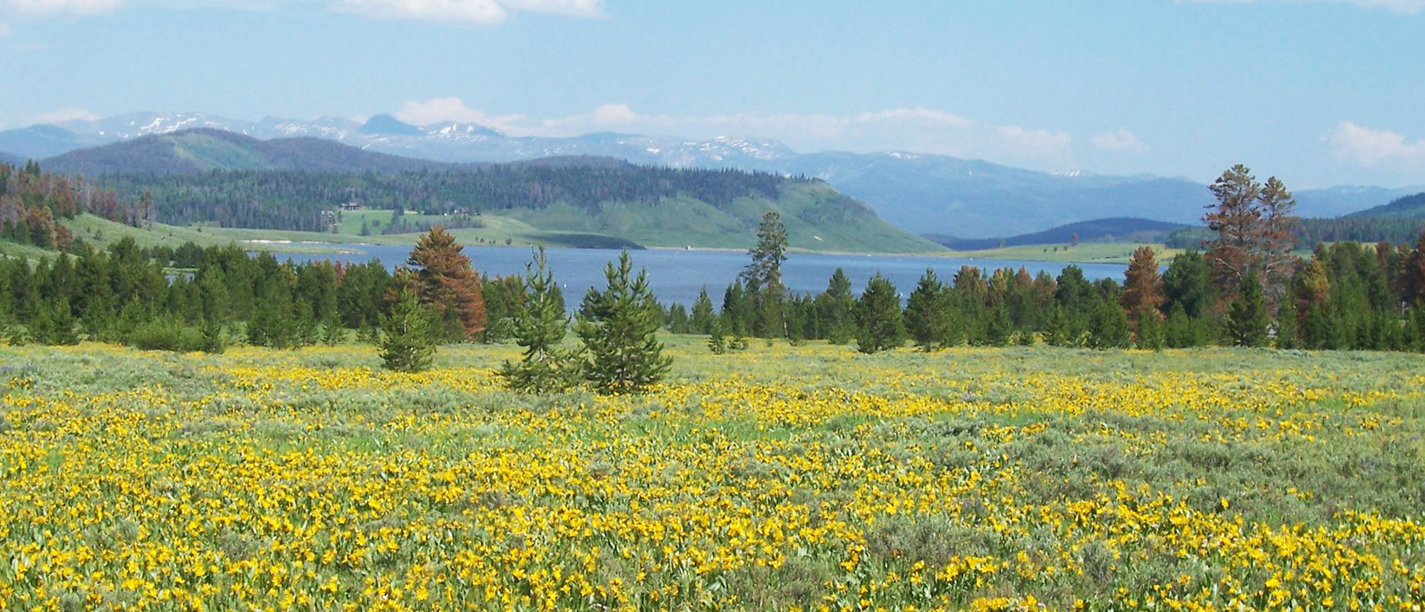 Open Grassland